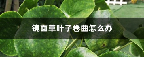 镜面草叶子卷曲怎么办