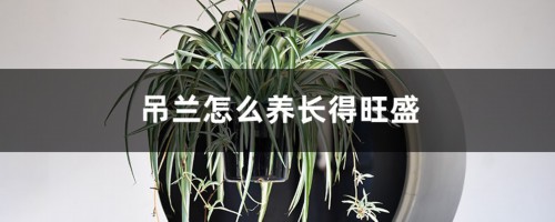 吊兰怎么养长得旺盛