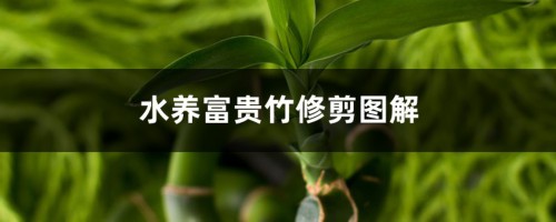 水养富贵竹怎么修剪（修剪方法图解）