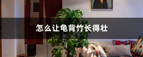 怎么让龟背竹长得壮，多长叶子