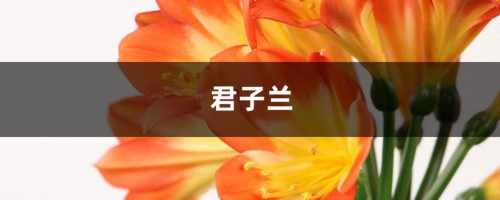 盆里埋上1斤油，茉莉君子兰…立马养成大白菜，叶子又密又多！