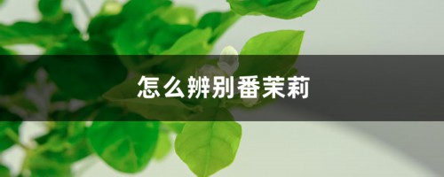 怎么辨别番茉莉