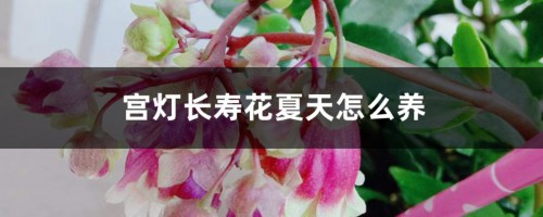 宫灯长寿花夏天怎么养